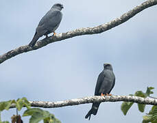 Plumbeous Kite