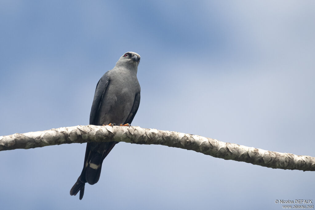 Plumbeous Kite, close-up portrait