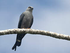 Plumbeous Kite