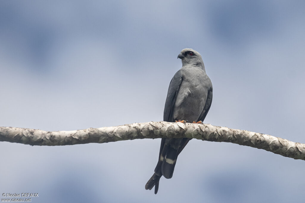 Plumbeous Kite, close-up portrait