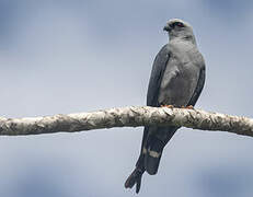 Plumbeous Kite