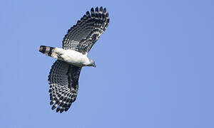 Grey-headed Kite