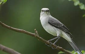 Tropical Mockingbird