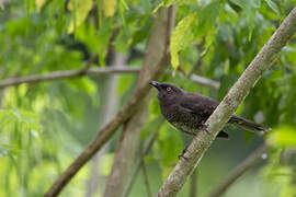 Scaly-breasted Thrasher