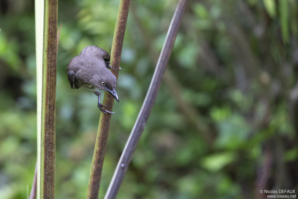 Moqueur grivotte, identification