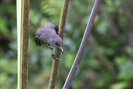 Scaly-breasted Thrasher