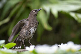 Scaly-breasted Thrasher