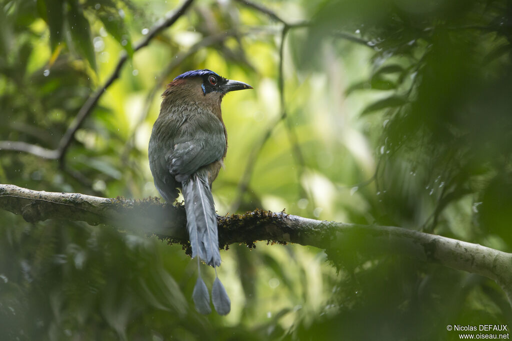 Motmot houtoucadulte, portrait