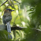 Motmot houtouc