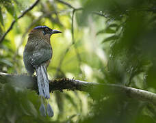 Motmot houtouc