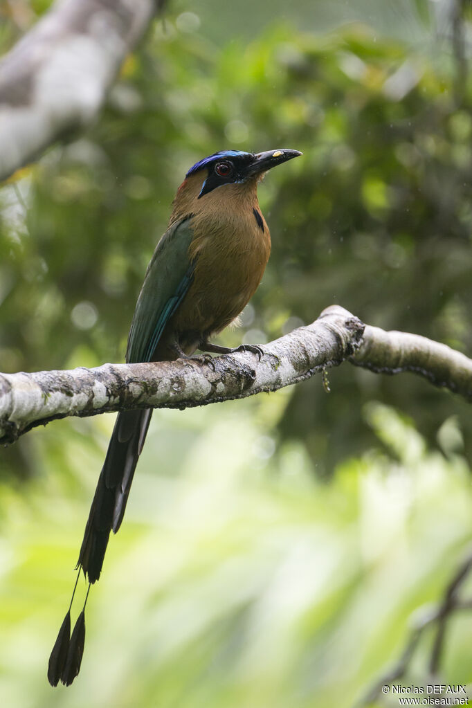 Motmot houtoucadulte, portrait