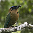 Motmot houtouc