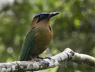 Motmot houtouc