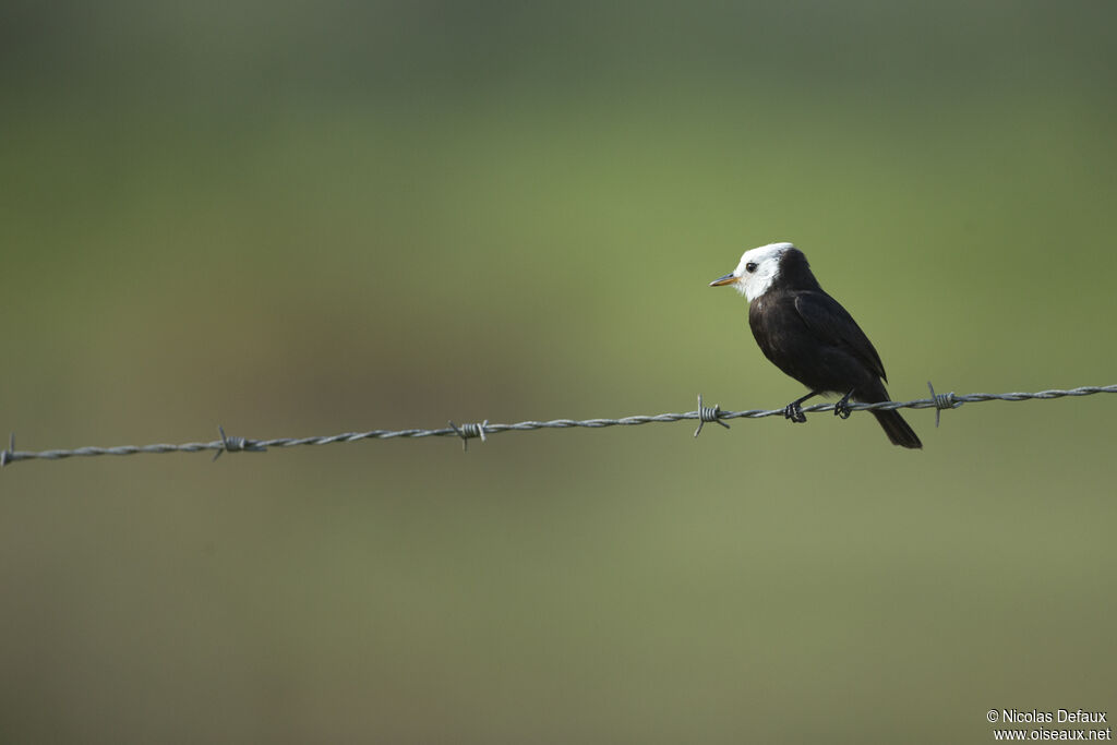 White-headed Marsh Tyrant