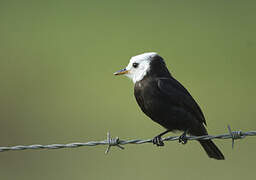 White-headed Marsh Tyrant