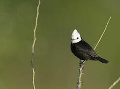 White-headed Marsh Tyrant