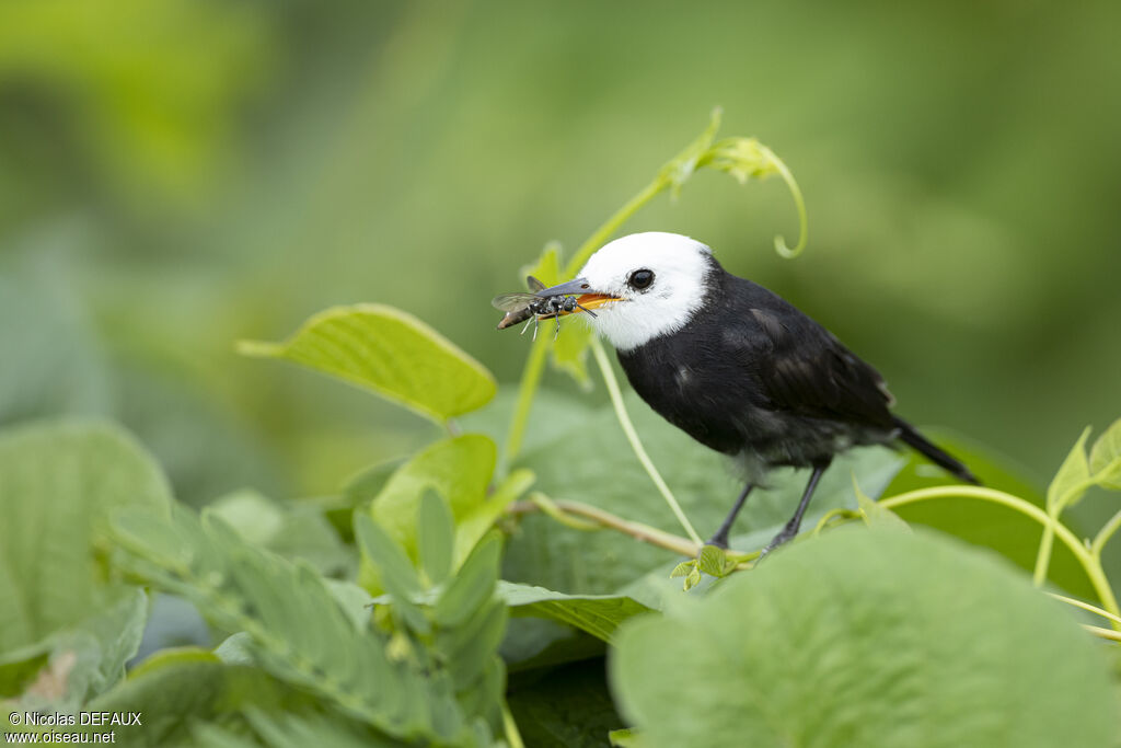 White-headed Marsh Tyrant, close-up portrait, eats