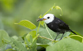 White-headed Marsh Tyrant