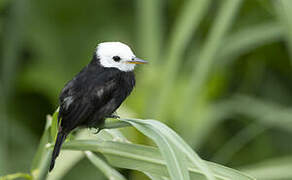 White-headed Marsh Tyrant