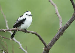 Pied Water Tyrant