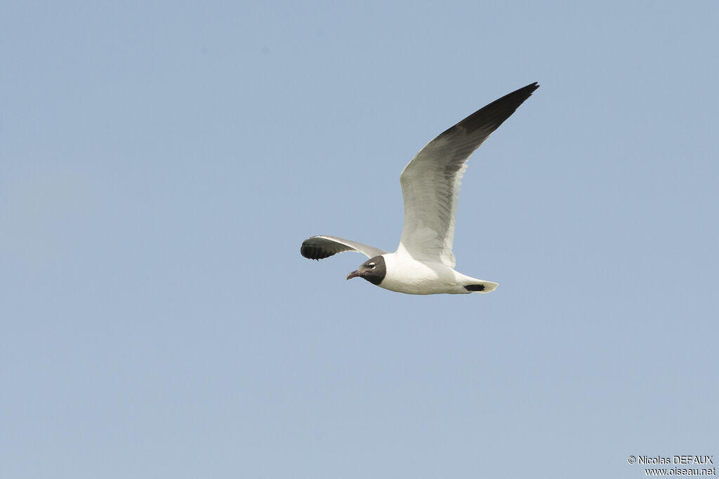 Mouette atricille, Vol