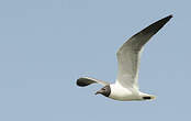 Mouette atricille