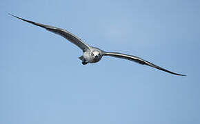 Mouette atricille