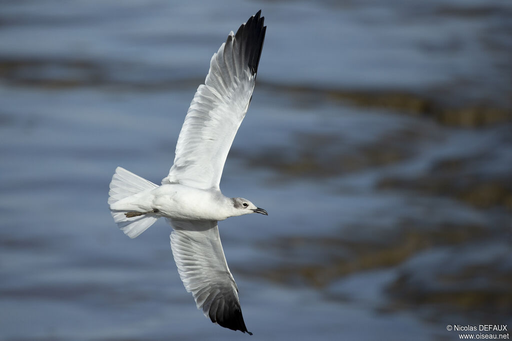 Laughing Gull, Flight