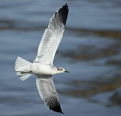 Mouette atricille