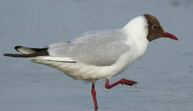 Mouette rieuse