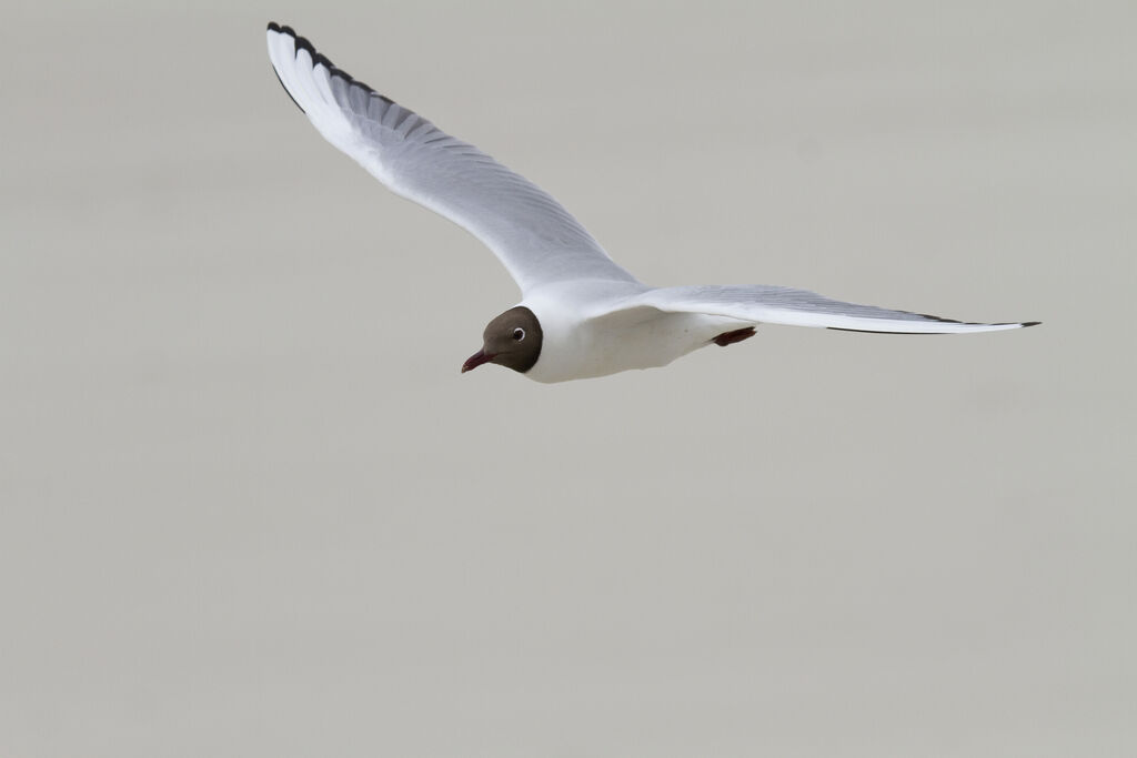 Mouette rieuse