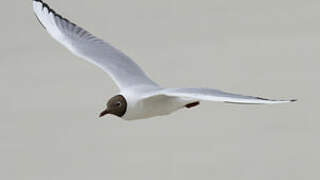 Black-headed Gull