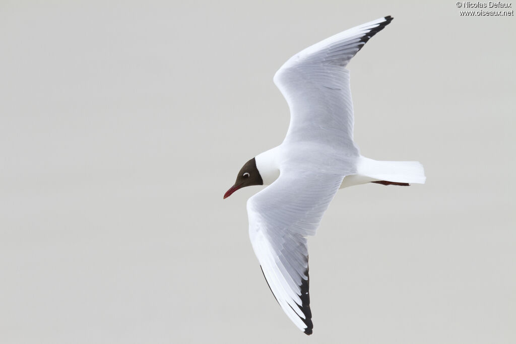 Mouette rieuse, Vol