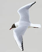 Mouette rieuse