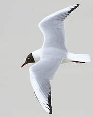 Mouette rieuse