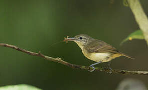 White-flanked Antwren