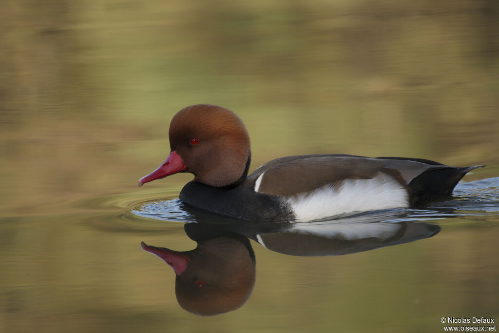 Red-crested Pochard