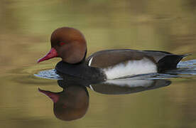 Red-crested Pochard