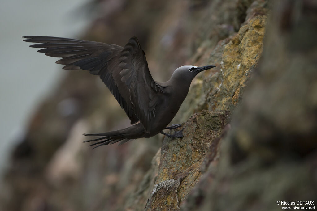 Brown Noddy