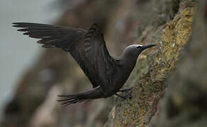 Brown Noddy