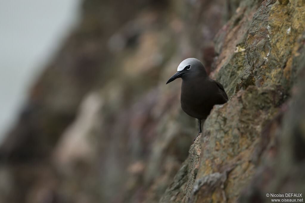 Brown Noddy