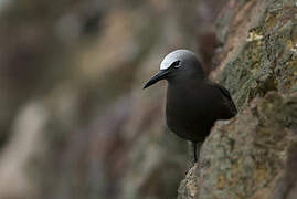 Brown Noddy