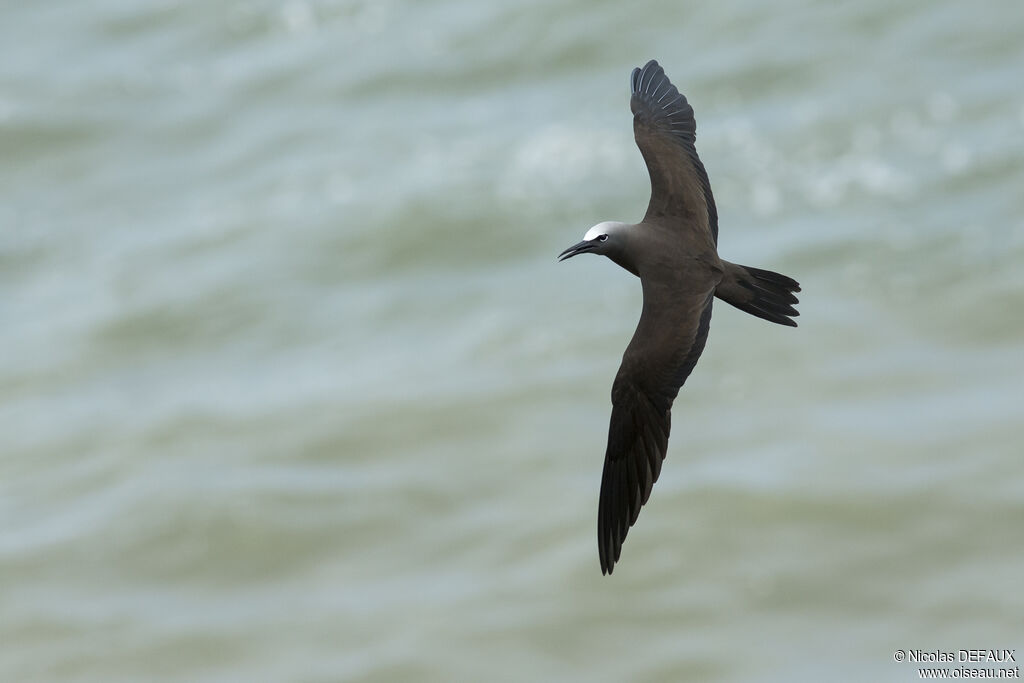 Brown Noddyadult, Flight