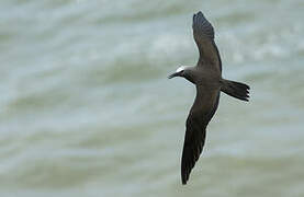 Brown Noddy