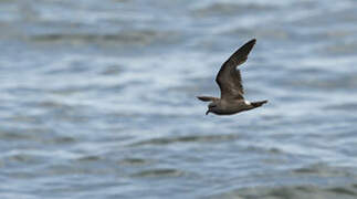 Leach's Storm Petrel