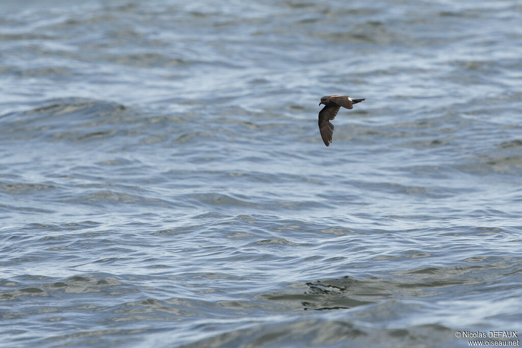 Leach's Storm Petrel, Flight