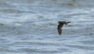 Leach's Storm Petrel