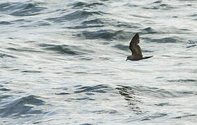 Leach's Storm Petrel