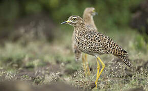 Spotted Thick-knee