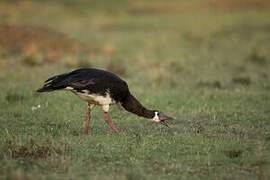 Spur-winged Goose